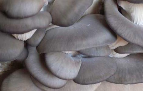 大棚平菇种植技术 大棚平菇种植技术视频