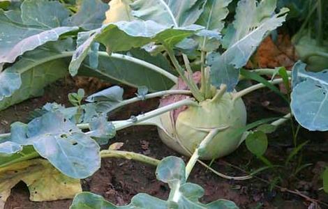 芥菜疙瘩种植技术 芥菜疙瘩种植技术和管理