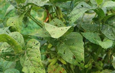 青仁黑豆种植技术