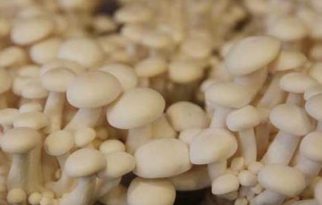 白玉菇种植技术（白玉菇种植方法）