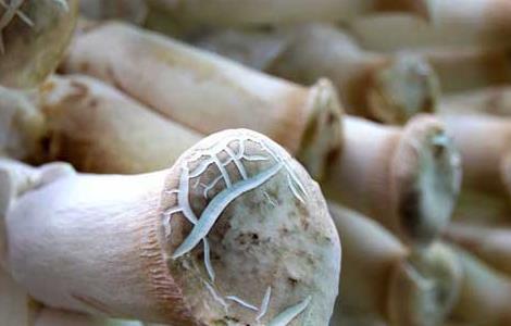 鸡腿菇高产种植技术 鸡腿菇高产栽培技术