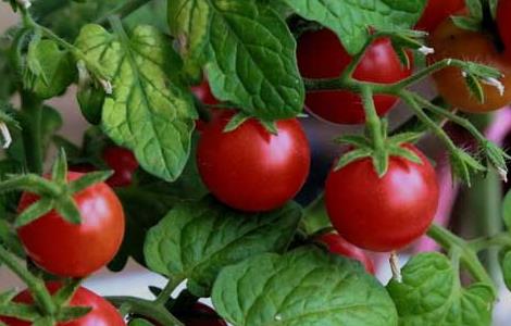西红柿种子价格及种植方法 西红柿种子价格及种植方法图片