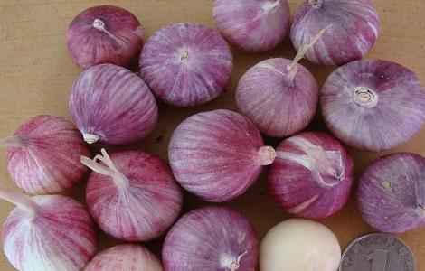 紫皮大蒜的栽培技术 紫皮大蒜生长周期