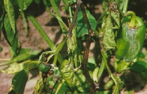 辣椒种植的病虫害图片及防治方法 辣椒种植的病虫害图片及防治方法大全