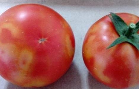 西红柿转色不均匀的原因和解决方法 番茄转色不均匀什么原因