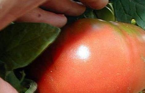 西红柿转色不均匀的原因和解决方法
