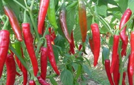 辣椒的种植方法和时间 辣椒的种植方法和时间介绍