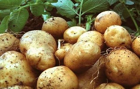 土豆的种植时间与方法（土豆的种植时间与方法视频教程）
