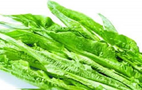 油麦菜的种植时间与方法 油麦菜种植技术和时间方法