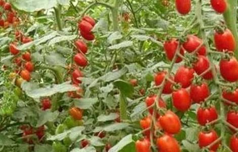 西红柿的种植时间和方法（西红柿的种植时间方法和管理技术）