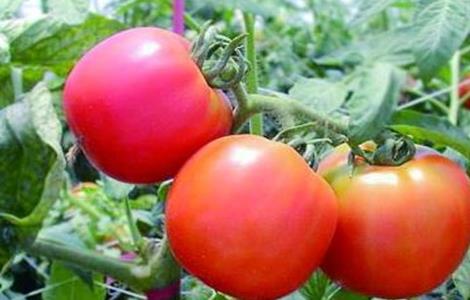 西红柿的种植时间和方法
