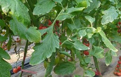 西红柿的种植时间和方法