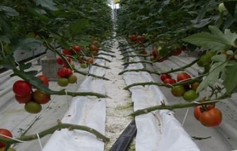 西红柿无土栽培技术