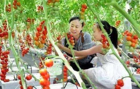 西红柿无土栽培技术