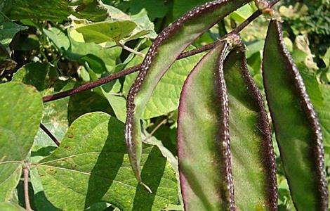 扁豆高产种植技术 扁豆高产种植技术视频