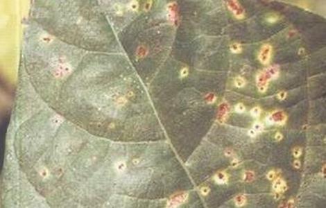 扁豆常见病虫害防治方法 扁豆常见病虫害如何防治