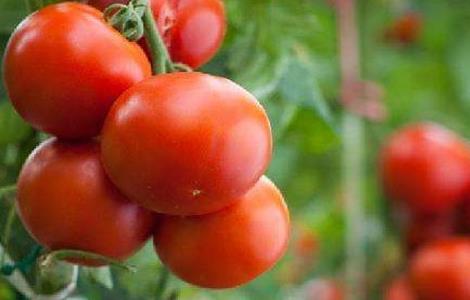 西红柿 方法 防治