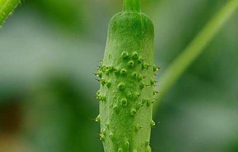 黄瓜绿斑花叶病的防治 黄瓜绿斑花叶病的防治方法