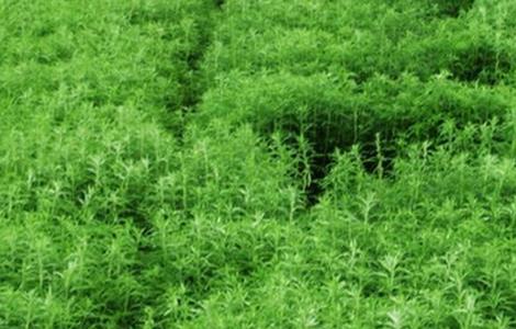 芦蒿的种植方法 芦蒿的种植方法以及日常管理