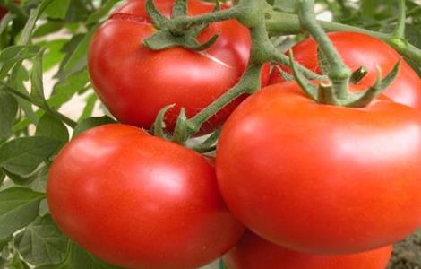 西红柿高产的种植方法 西红柿高产的种植方法有哪些