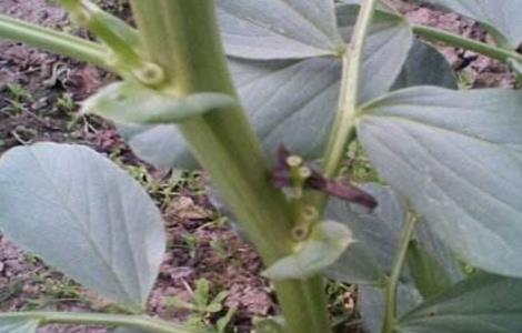 蚕豆落花落荚的原因及防治措施 蚕豆种植过密,引起落花落荚的原因是什么?