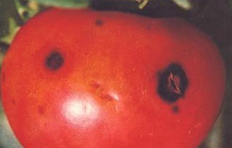 西红柿烂果 原因 防治方法