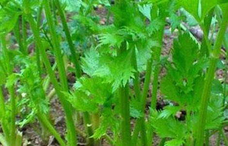 芹菜空心的原因及预防方法