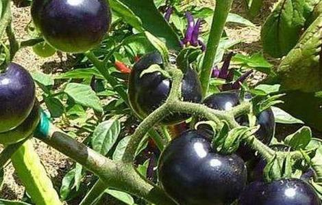 黑番茄的种植方法 黑番茄的种植方法图片
