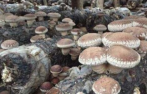 秋季香菇的管理方法 香菇冬季管理