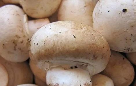 蘑菇 施肥 注意事项