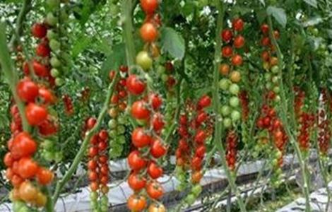 西红柿种植技术（西红柿种植技术与管理视频教程）
