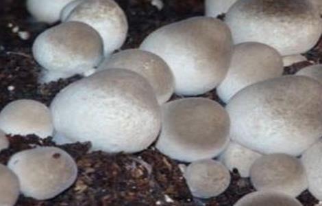 草菇的繁殖方法 草菇的繁殖方法和过程