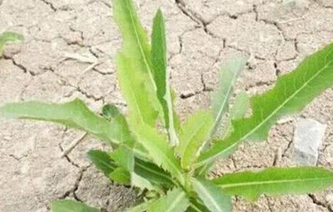 苦麻菜的种植方法