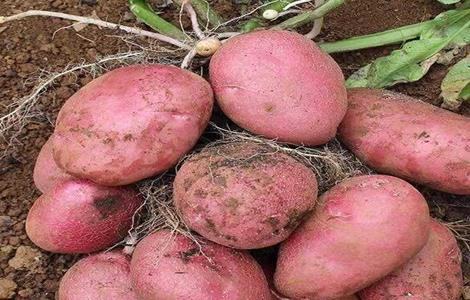 红皮土豆的种植技术 红皮土豆的种植技术与管理