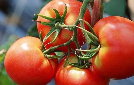 西红柿 高产 施肥方法