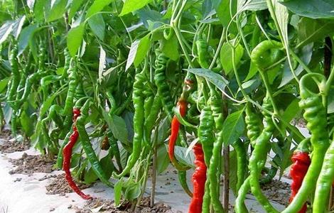 如何提高辣椒的产量 怎么提高辣椒产量