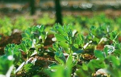 豌豆的高产施肥技术