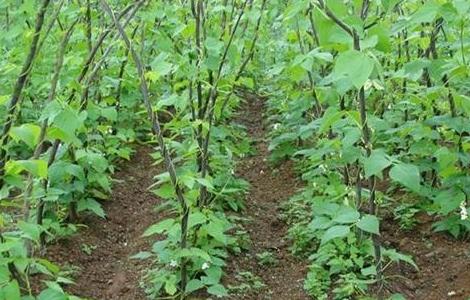 芸豆的病虫害防治方法 芸豆的病虫害防治方法图片