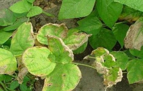 芸豆的病虫害防治方法