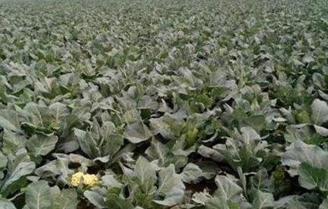 花椰菜高产栽培管理技术