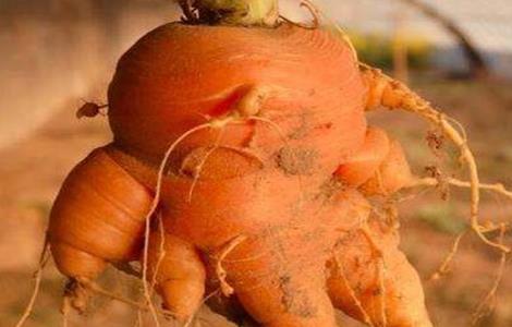 萝卜畸形根的原因及防治方法