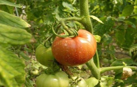 如何预防番茄的早衰