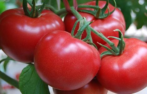大棚番茄如何进行管理 大棚番茄如何进行管理施肥