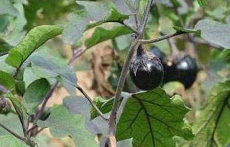 茄子畸形果产生原因及防治方法