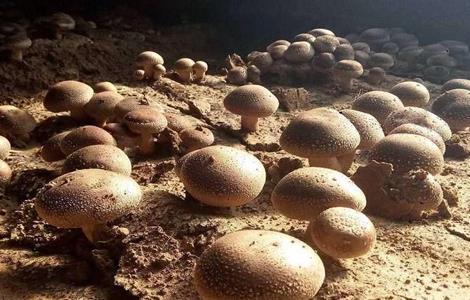 香菇 种植 技术