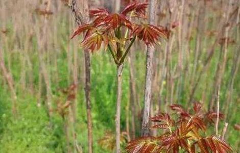 香椿 田间管理 要点