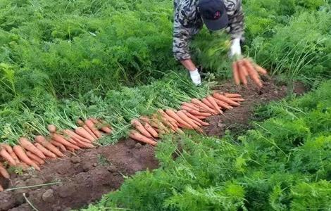 胡萝卜 种植 技术