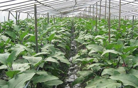 大棚茄子种植管理技术（大棚茄子种植管理技术与管理）