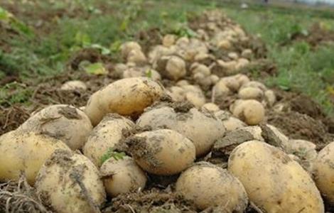 土豆水肥管理要点 土豆水肥管理要点和措施