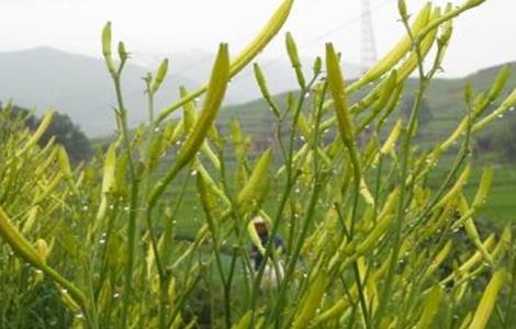 黄花菜育苗技术 黄花菜苗栽培技术